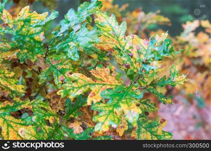 yellowed oak leaves, oak leaves began to turn yellow. oak leaves began to turn yellow