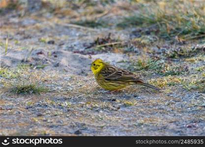 Yellowhammer looking for food on sandy bottom. Yellowhammer foraging