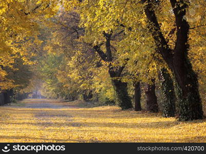 Yellowing leaves on a forest road.. valkway