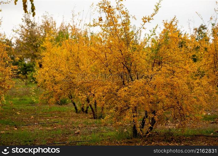 Yellowing pomegranate trees after harvest