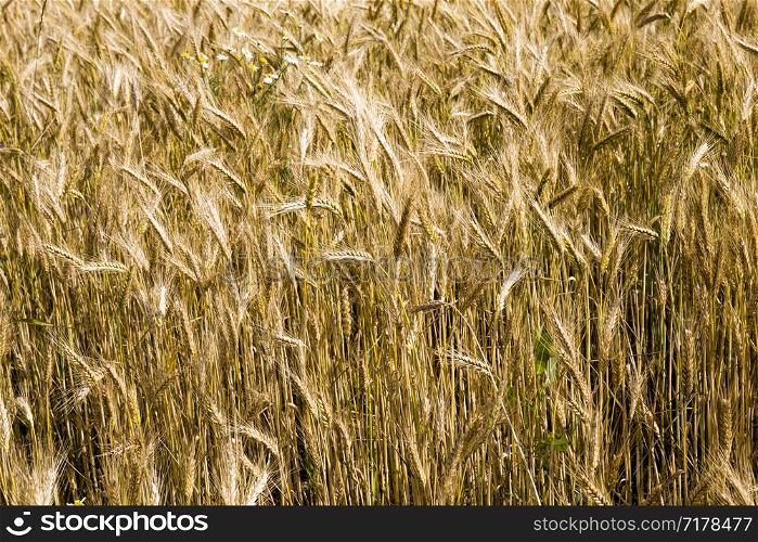 yellowing wheat in summer, a field of agricultural cereals that are almost ripe and ready for harvest. yellowing wheat in summer
