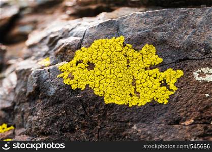 Yellowish lichens growing on light gray rock.. Yellowish lichens growing on light gray rock