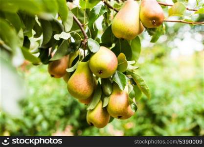 Yeloow pears on a tree, crop on a branch closeup
