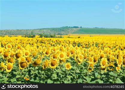 yelow sunflower fields in hill of the Caucasus mountains