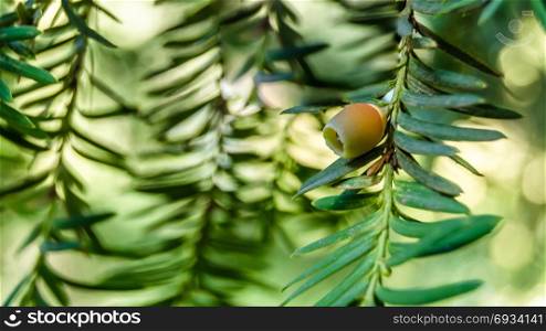 Yew tree (Taxus baccata) branch, natural detail