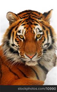 Yiung tiger portrait. Novosibirsk ZOO