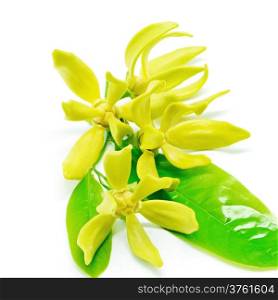 Ylang Ylang flower (Cananga odroata), isolated on a white background