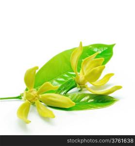Ylang Ylang flower (Cananga odroata), isolated on a white background