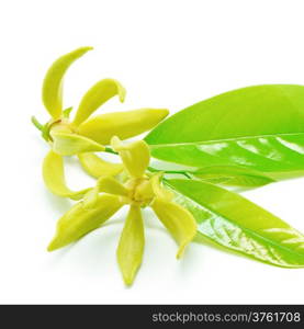 Ylang Ylang flower (Cananga odroata), isolated on a white background