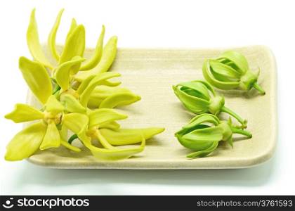 Ylang Ylang flower (Cananga odroata), on the plate, isolated on a white background