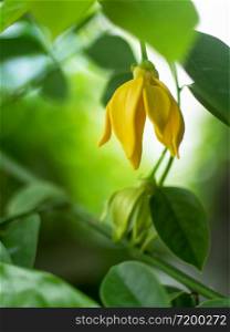 Ylang-ylang flower on tree with green leaf and soft green color on foreground. Soft focus.