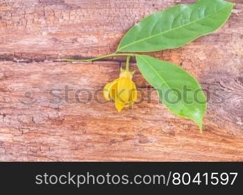 Ylang-ylang flower with leaf on rough brown wooden board