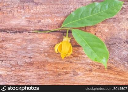 Ylang-ylang flower with leaf on rough brown wooden board