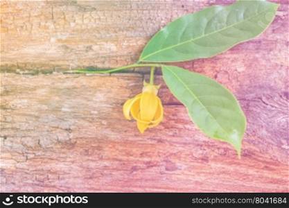 Ylang-ylang flower with leaf on rough brown wooden board,vintage tone