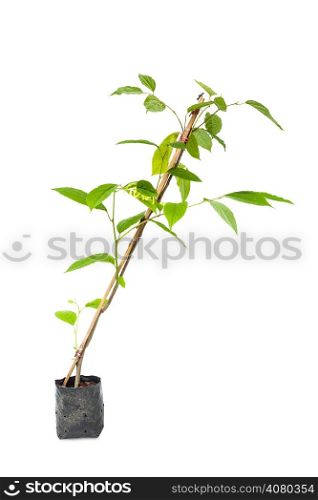 Ylang-ylang tree plant in agriculture bag on white with clipping path
