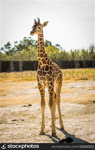 Yong baby giraffe looking at the camera. Yong baby giraffe