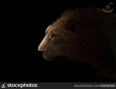 yong male lion in the dark with spotlight