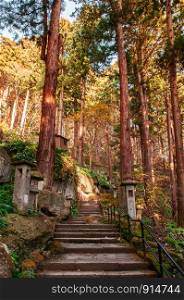 Yonsunmichi path in pine forest with evening light at Yamadera Risshaku ji temple in autumn. Yamagata, Japan