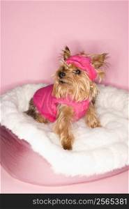 Yorkshire Terrier dog wearing pink outfit on pink dog bed.