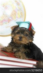 Yorkshire Terrier Graduating From College