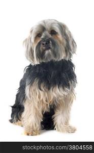 yorkshire terrier in front of white background