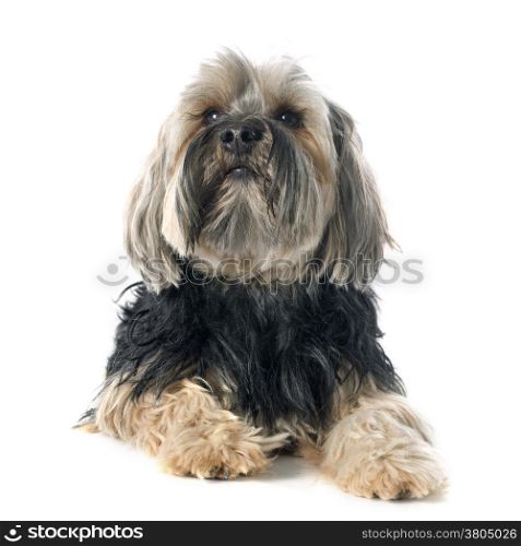 yorkshire terrier in front of white background