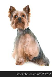 yorkshire terrier in front of white background