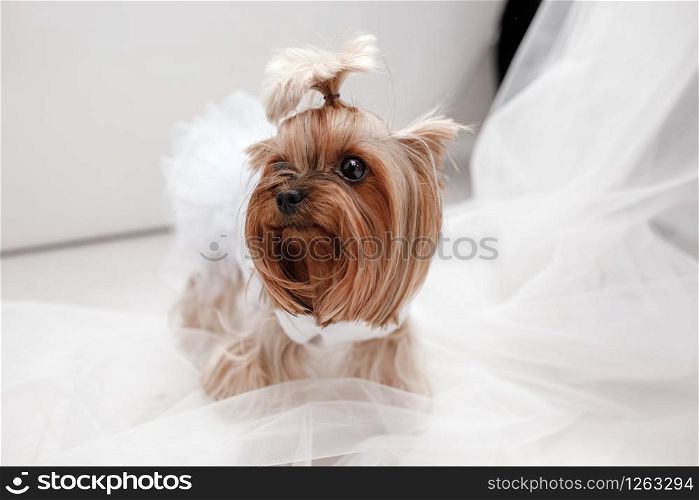 yorkshire terrier in white dress. cute dog dressed up for wedding bride sitting on a white window background.. yorkshire terrier in white dress. cute dog dressed up for wedding bride sitting on a white window background