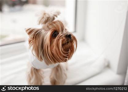 yorkshire terrier in white dress. cute dog dressed up for wedding bride sitting on a white window background.. yorkshire terrier in white dress. cute dog dressed up for wedding bride sitting on a white window background