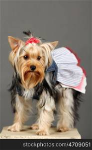 Yorkshire Terrier isolated on grey
