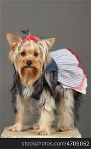 Yorkshire Terrier isolated on grey