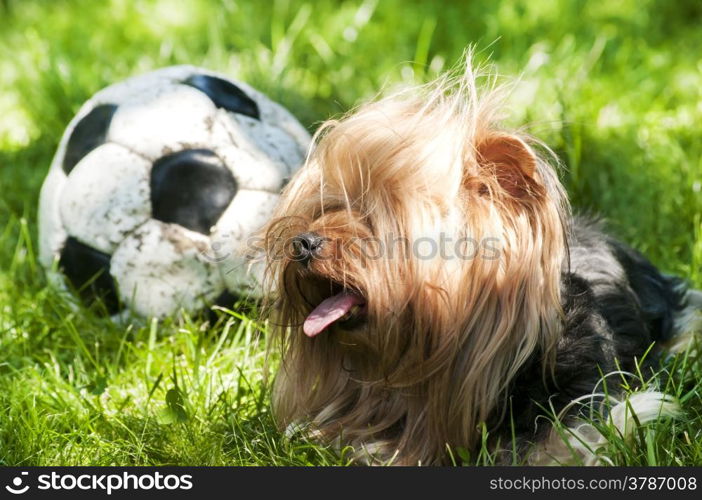 Yorkshire Terrier lying on green grass and old shabby leather soccer ball