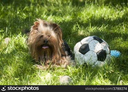 Yorkshire Terrier lying on green grass and old shabby leather soccer ball