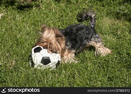 Yorkshire Terrier lying on green grass and old shabby leather soccer ball