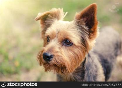 Yorkshire Terrier on a grass background. Yorkshire Terrier on grass background