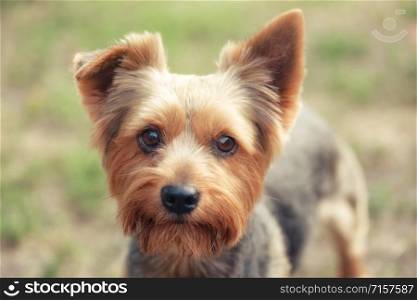 Yorkshire Terrier on a natural green background. Yorkshire Terrier on natural green background