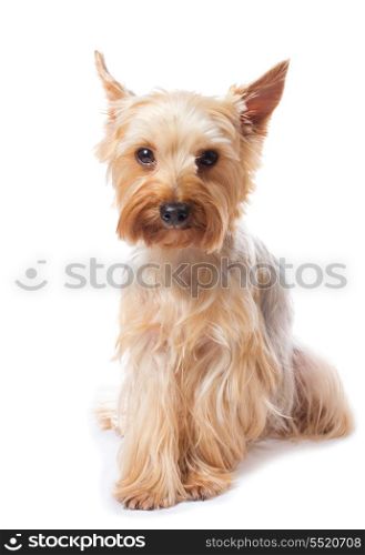yorkshire terrier on the white background
