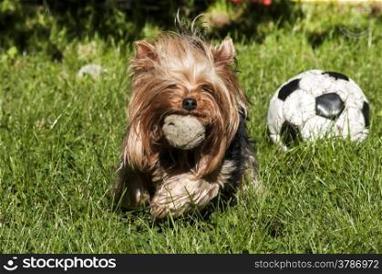 Yorkshire terrier playing with balls on grass garden