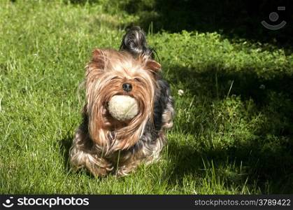 Yorkshire terrier playing with shabby tennis ball on grass garden