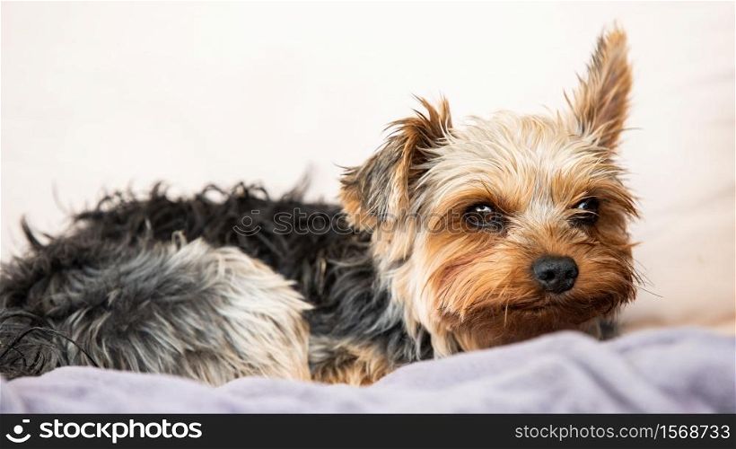 Yorkshire terrier resting on a couch outside in backyard. Natural light portrait. Yorkshire terrier resting on a couch outside in backyard.