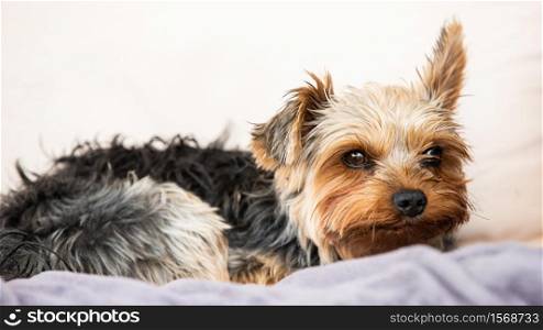 Yorkshire terrier resting on a couch outside in backyard. Natural light portrait. Yorkshire terrier resting on a couch outside in backyard.