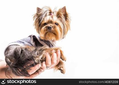 yorkshire terrier sitting person s hand