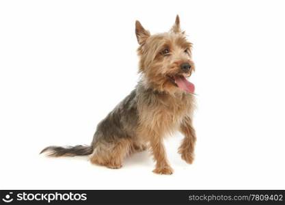 Yorkshire terrier. Yorkshire terrier in front of a white background