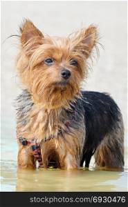 Yorkshire Terrier . Yorkshire Terrier stands in the water on the beach (decorative breed of dogs)