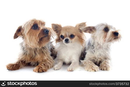 yorkshire terriers and chihuahua in front of white background