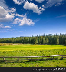 Yosemite green meadows and forest on a sunny spring in California USA