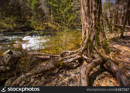 Yosemite National Park Merced River in spring California USA