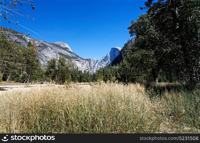 Yosemite Valley with tall golden grass with granite cliffs in the background