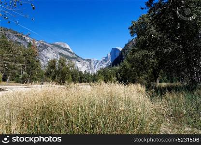 Yosemite Valley with tall golden grass with granite cliffs in the background