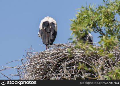 You storks in their nests to care for young